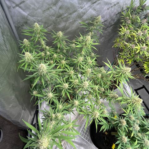 Lilac Diesel growlog timeline photo