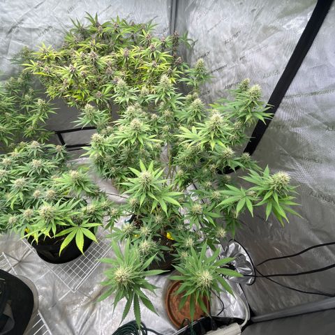 Lilac Diesel growlog timeline photo