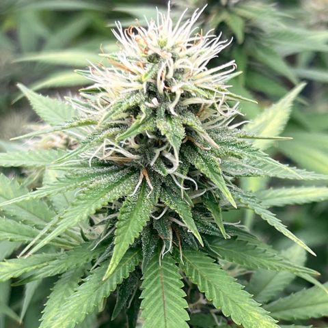 Lilac Diesel growlog timeline photo
