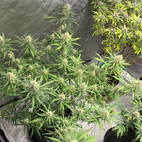 Lilac Diesel growlog timeline photo