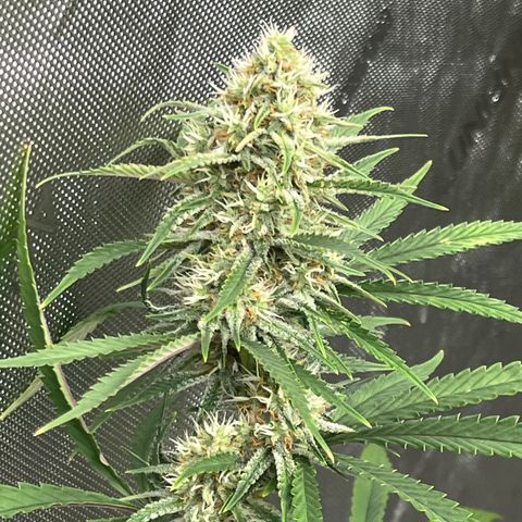 Lilac Diesel growlog timeline photo