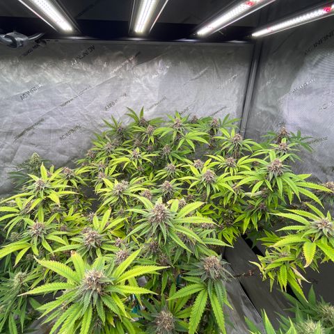 Electric Apple #1 growlog timeline photo