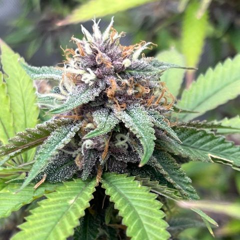 Electric Apple #1 growlog timeline photo