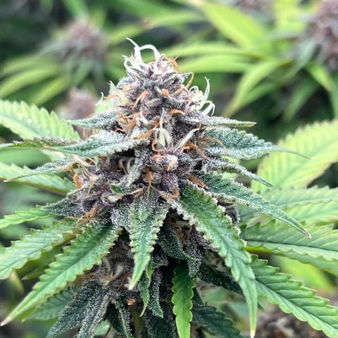 Electric Apple #1 growlog timeline photo