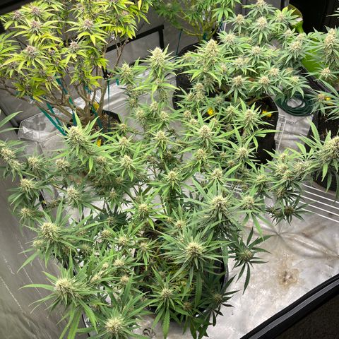 Lilac Diesel growlog timeline photo