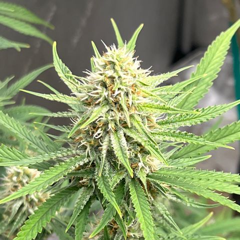 Lilac Diesel growlog timeline photo