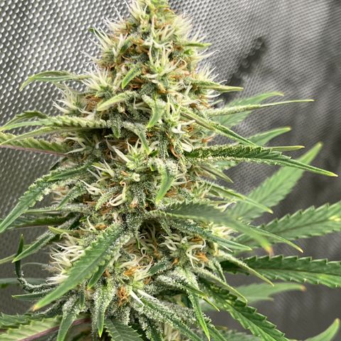 Lilac Diesel growlog timeline photo