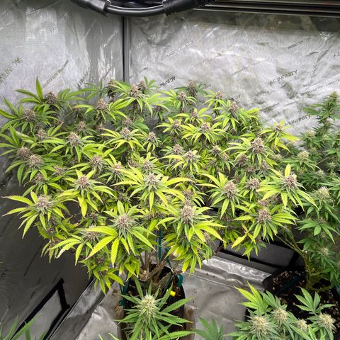 Electric Apple #1 growlog timeline photo