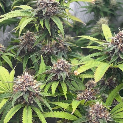 Electric Apple #1 growlog timeline photo