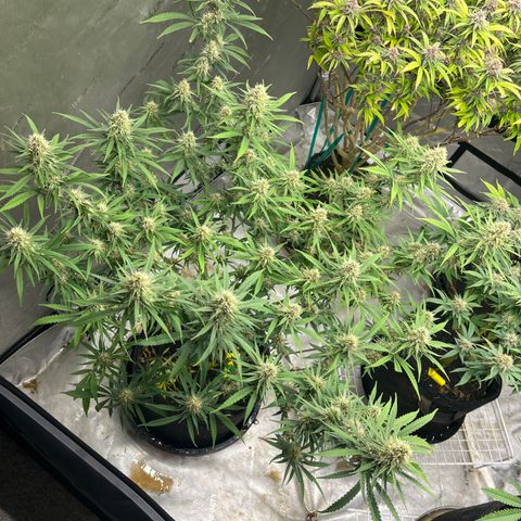Lilac Diesel growlog timeline photo