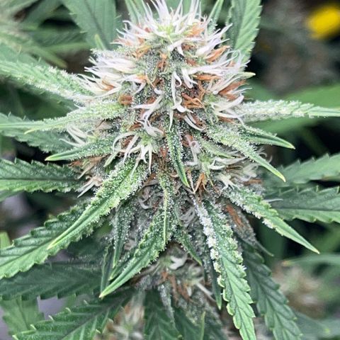 Lilac Diesel growlog timeline photo