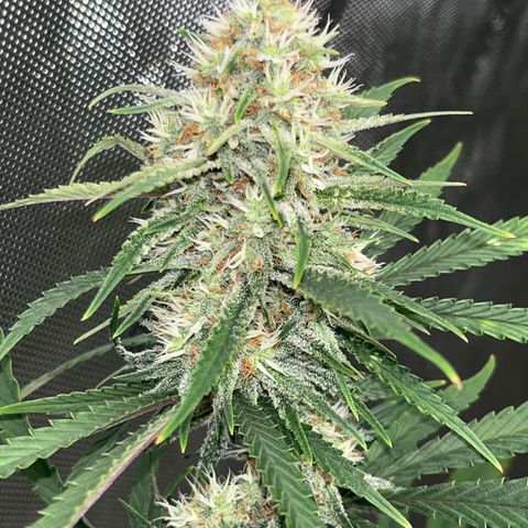 Lilac Diesel growlog timeline photo