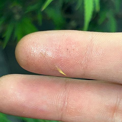 Electric Apple #1 growlog timeline photo