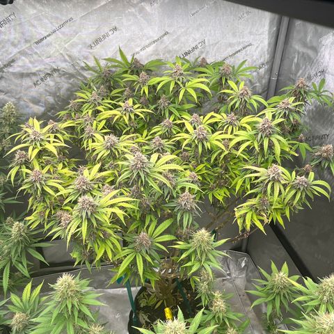 Electric Apple #1 growlog timeline photo