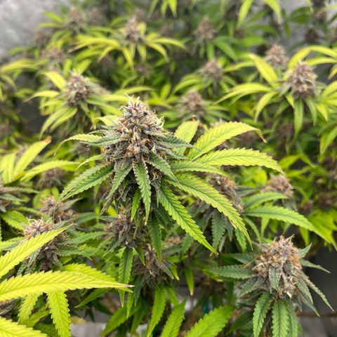 Electric Apple #1 growlog timeline photo