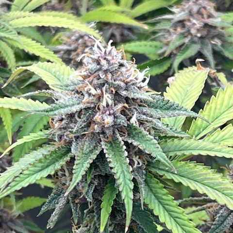 Electric Apple #1 growlog timeline photo