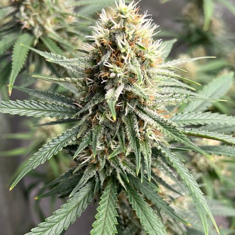 Lilac Diesel growlog timeline photo
