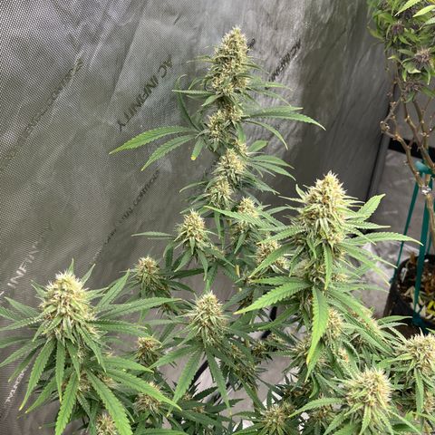 Lilac Diesel growlog timeline photo