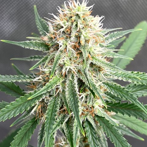 Lilac Diesel growlog timeline photo