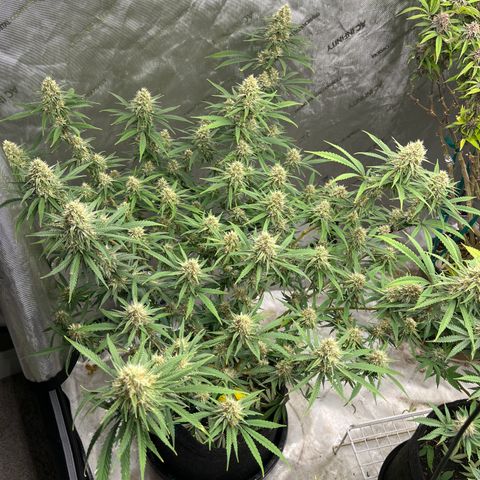 Lilac Diesel growlog timeline photo