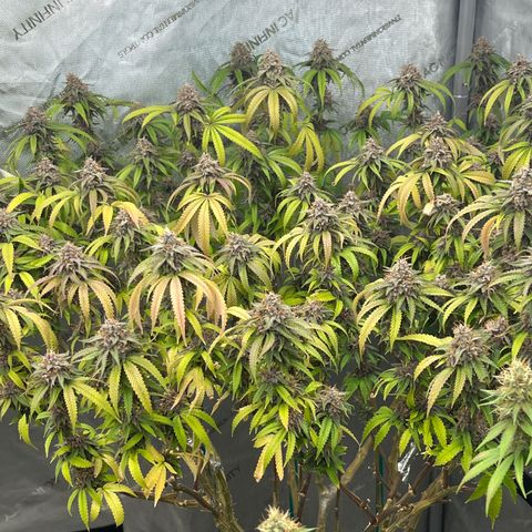 Electric Apple #1 growlog timeline photo