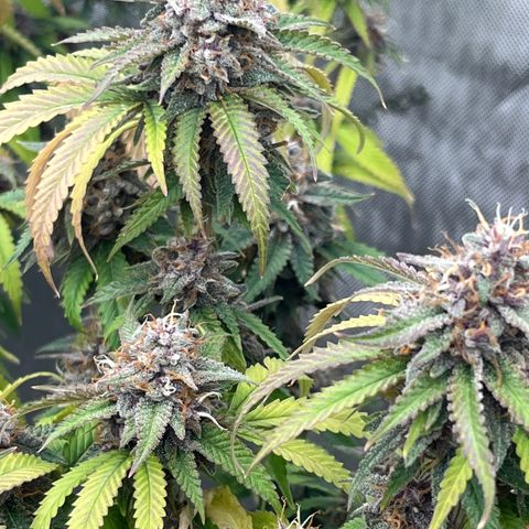 Electric Apple #1 growlog timeline photo