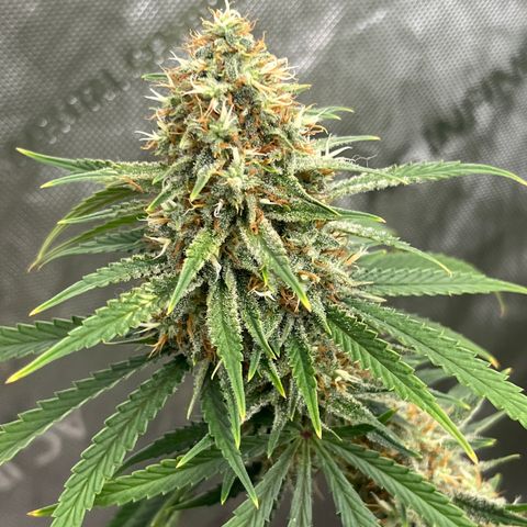 Lilac Diesel growlog timeline photo