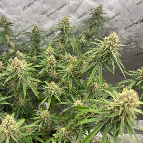 Lilac Diesel growlog timeline photo