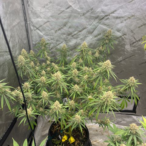 Lilac Diesel growlog timeline photo