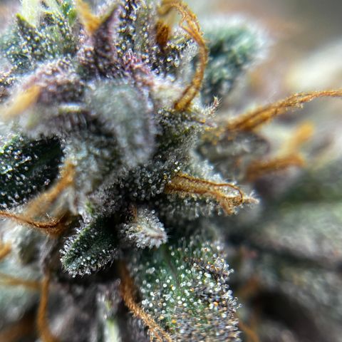 Electric Apple #1 growlog timeline photo
