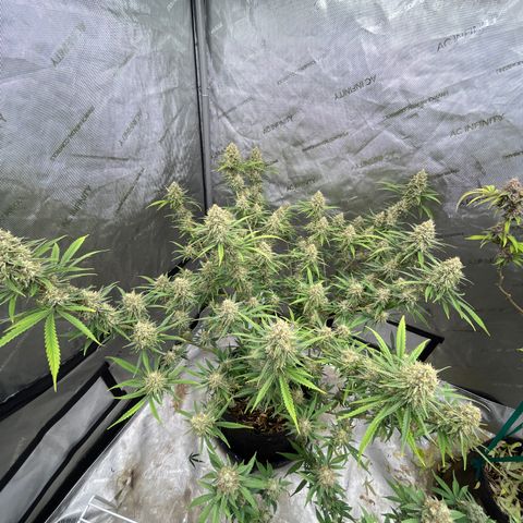 Lilac Diesel growlog timeline photo