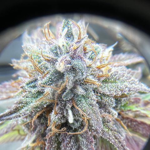 Electric Apple #1 growlog timeline photo