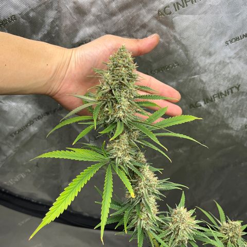 Lilac Diesel growlog timeline photo