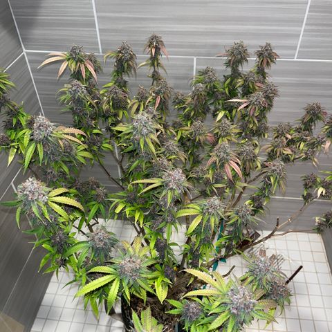 Electric Apple #1 growlog timeline photo