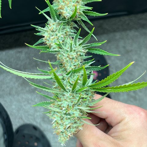Lilac Diesel growlog timeline photo