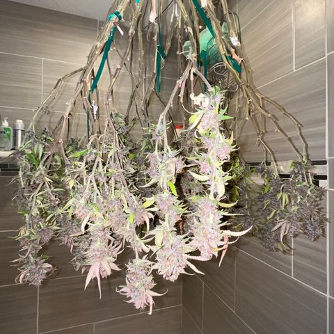 Electric Apple #1 growlog timeline photo