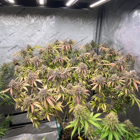 Electric Apple #1 growlog timeline photo