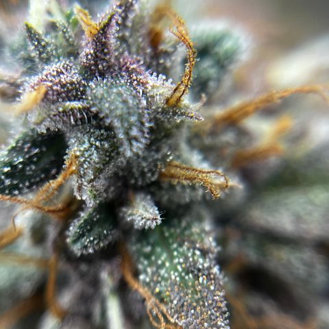 Electric Apple #1 growlog timeline photo