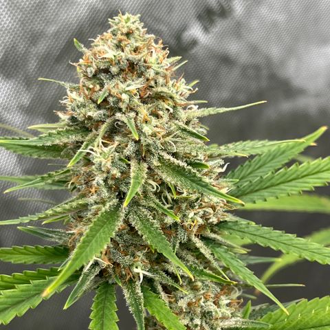 Lilac Diesel growlog timeline photo