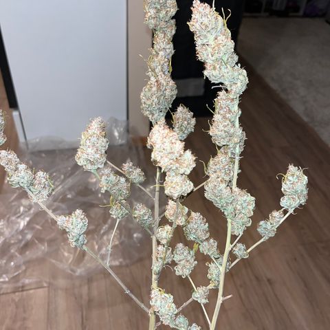 Lilac Diesel growlog timeline photo