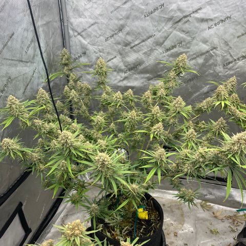 Lilac Diesel growlog timeline photo