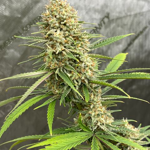 Lilac Diesel growlog timeline photo