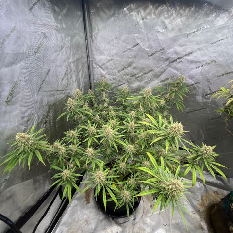 Lilac Diesel growlog timeline photo