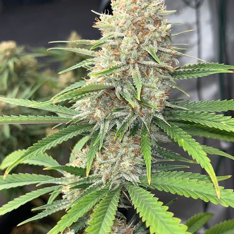 Lilac Diesel growlog timeline photo