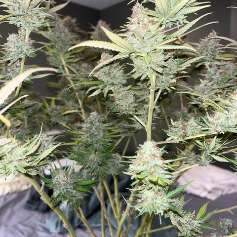Lilac Diesel growlog timeline photo