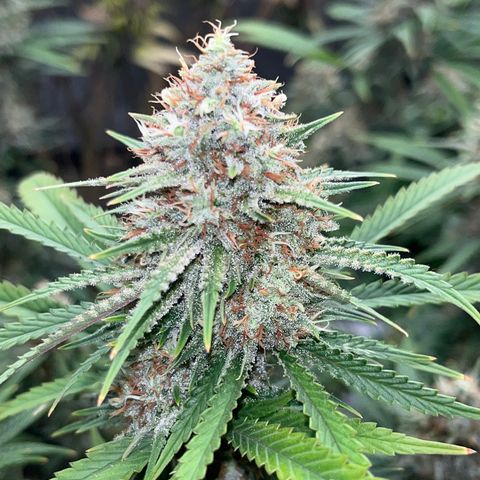 Lilac Diesel growlog timeline photo
