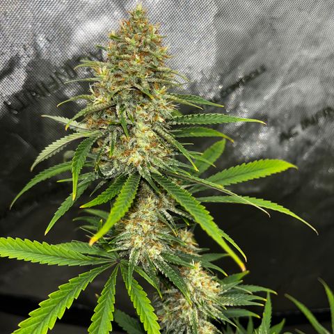 Lilac Diesel growlog timeline photo