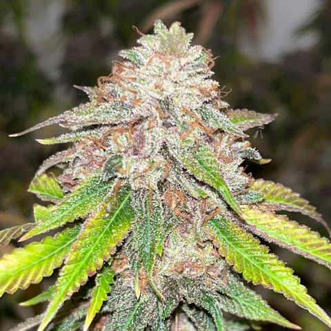 Electric Apple #1 growlog timeline photo