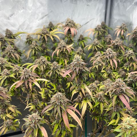 Electric Apple #1 growlog timeline photo