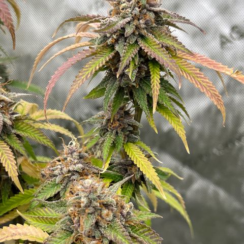 Electric Apple #1 growlog timeline photo